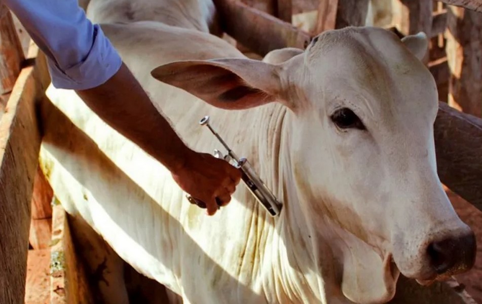 Comissão debate vacinação contra a febre aftosa em Jaguaribe