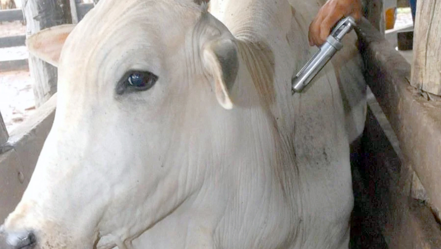 Audiência debate o Programa Nacional de Vigilância Sanitária para Febre Aftosa