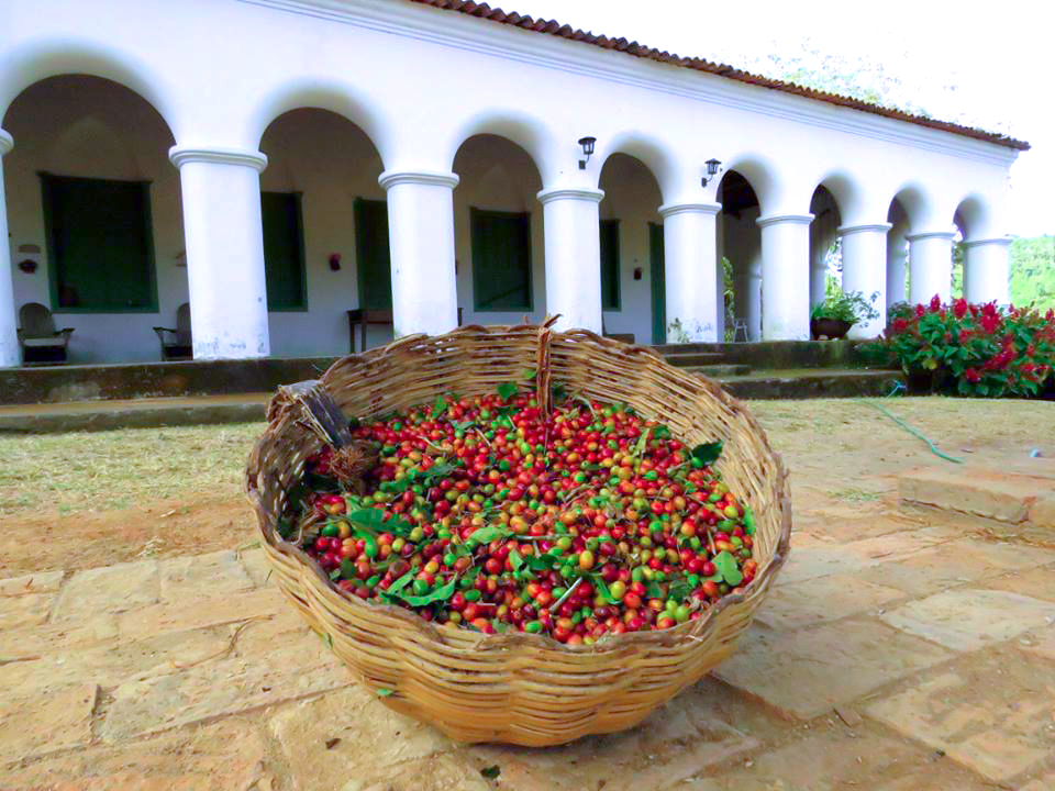 Assembleia Legislativa promove debate sobre cafeicultura no Maciço de Baturité