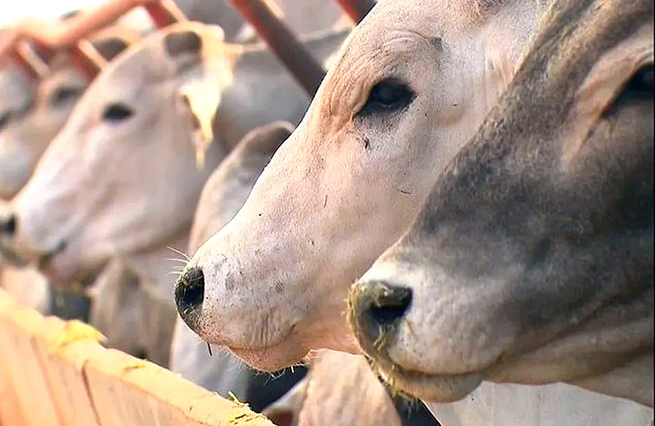 Alece debate isenção de ICMS para produtores de gado no Ceará