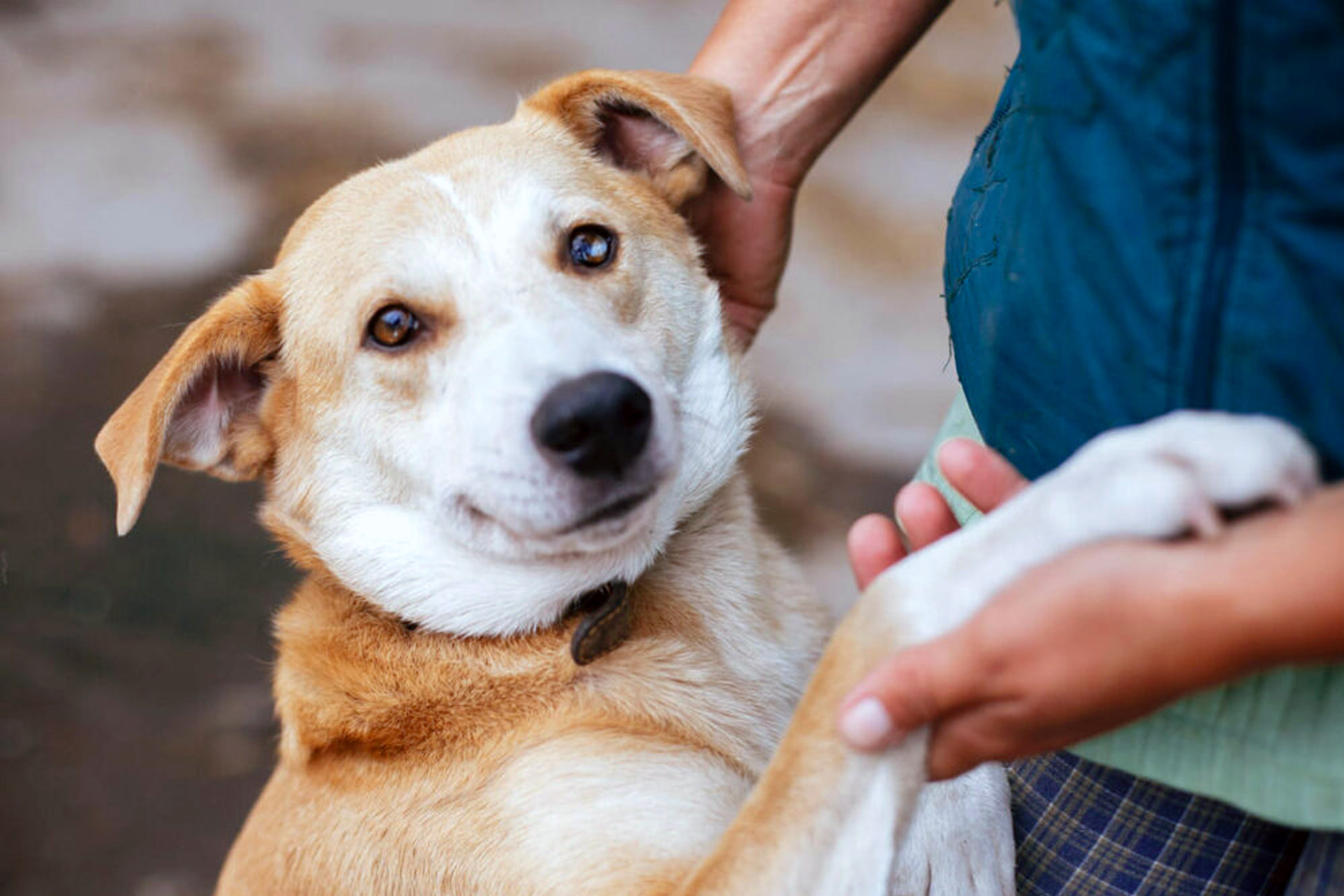 Alece realiza audiência nesta segunda para debater situação dos protetores de animais no CE