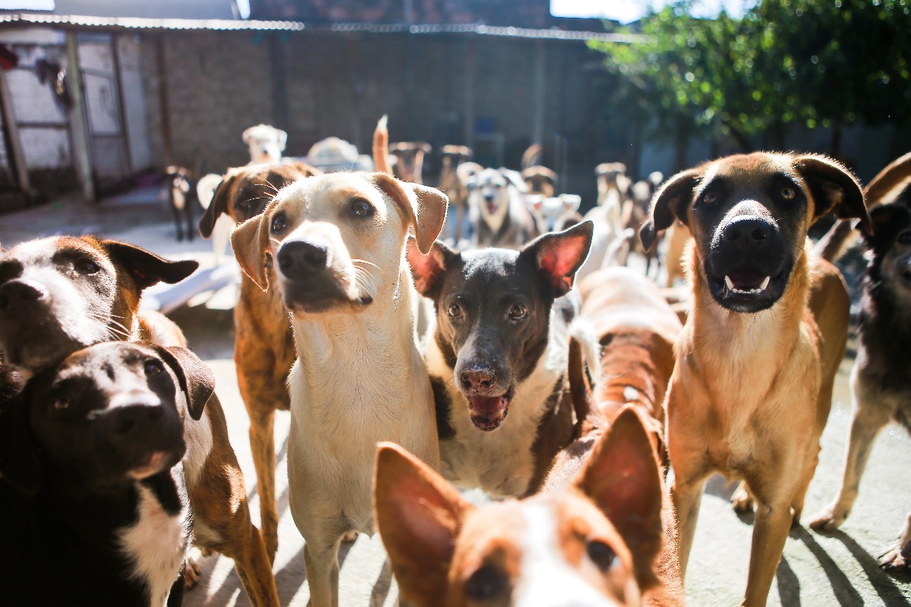 Audiência pública discute o bem-estar animal e o fortalecimento dos abrigos