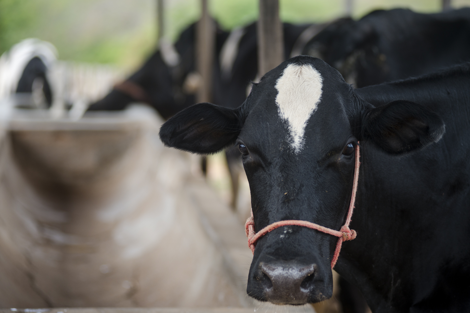 Leis de autoria de parlamentares da Alece beneficiam setor agropecuário do Ceará
