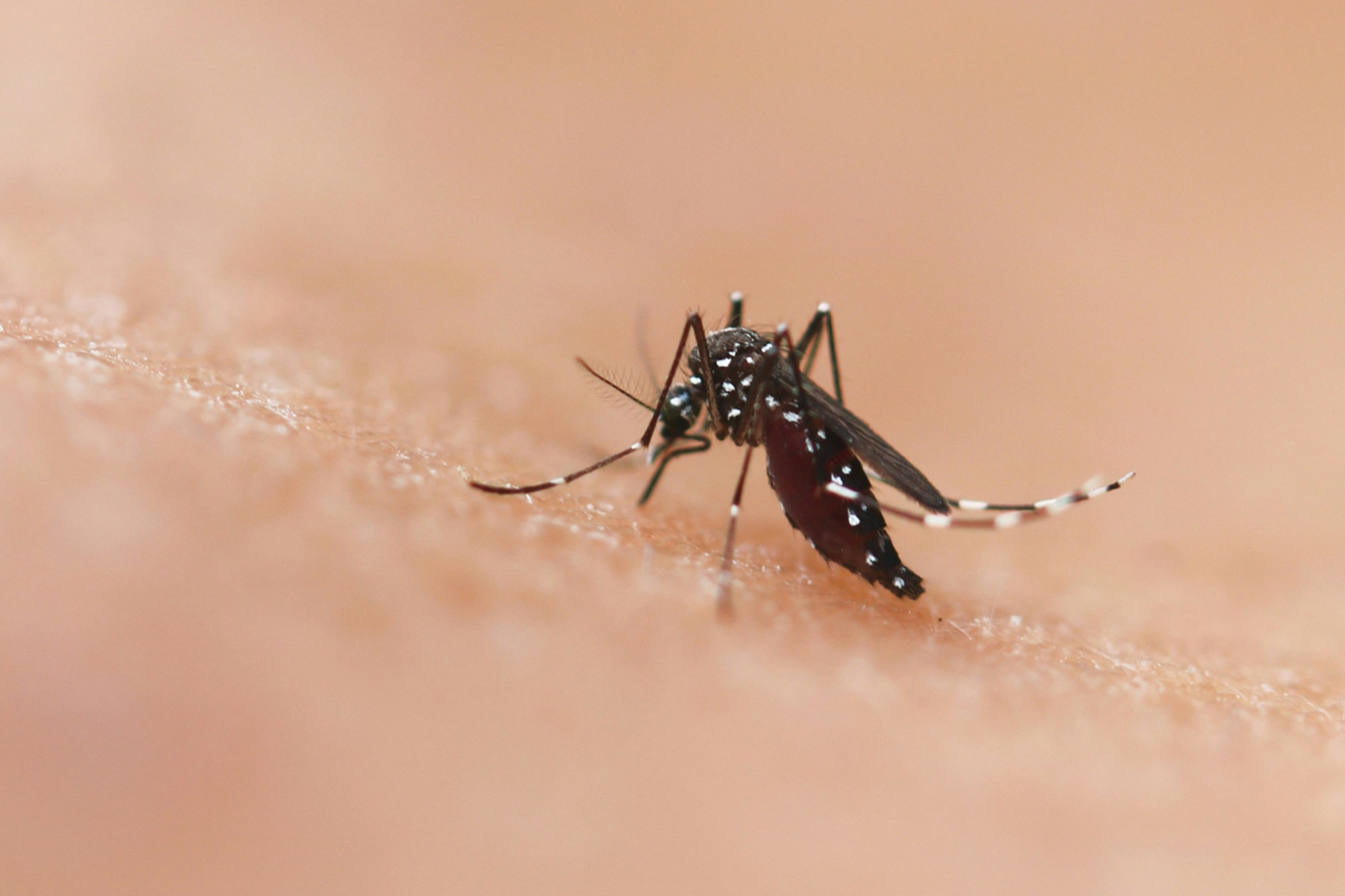 Projeto que institui campanha de prevenção da dengue nas escolas é transformado em lei