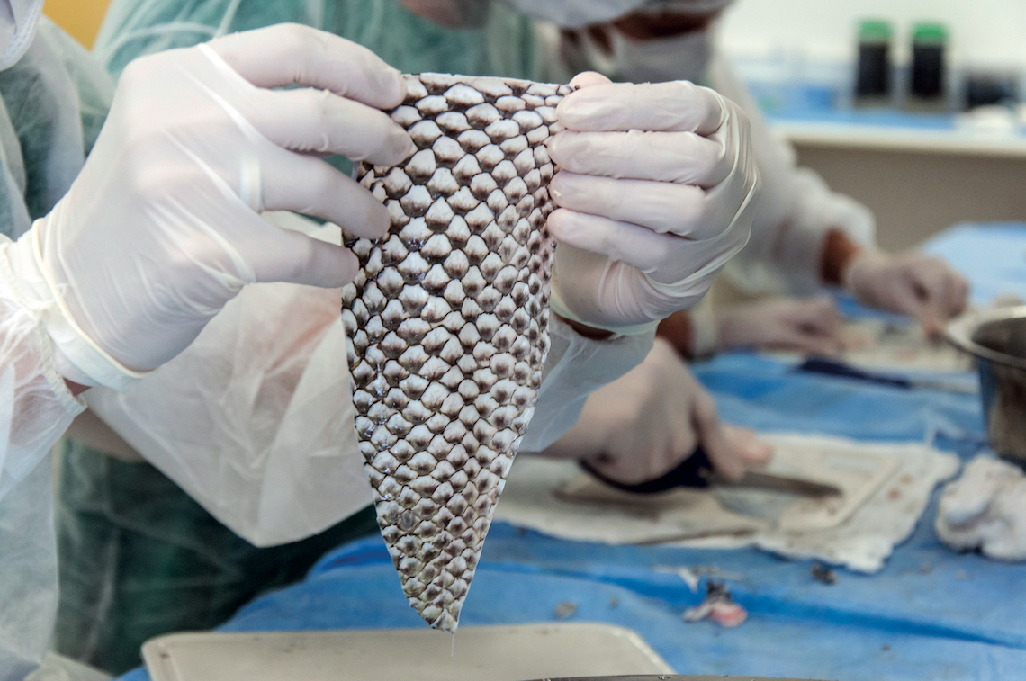 Dez anos da pesquisa para uso da pele da tilápia para fins medicinais são celebrados em solenidade nesta terça