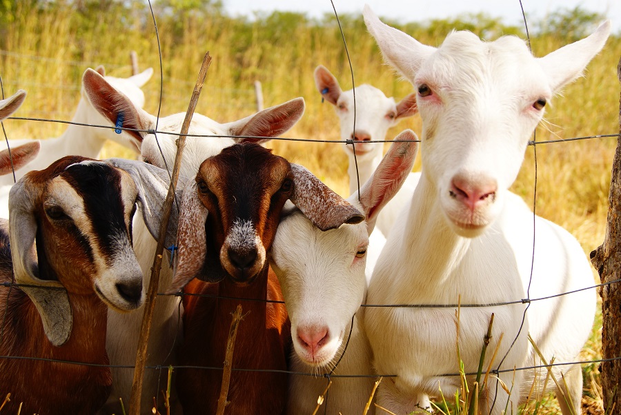 Audiência pública na Alece debate ataque de cães a rebanhos no Ceará